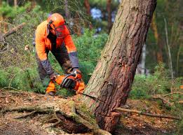 Professional Tree Care in Pike Creek Valley, DE